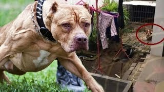 Kronologi saat Bocah 8 Tahun Meninggal Dunia Digigit Anjing Pitbull di Malang