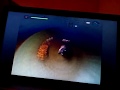 Bajkogry 1 Shrek 2 PC 3 Zaklęta Puszcza