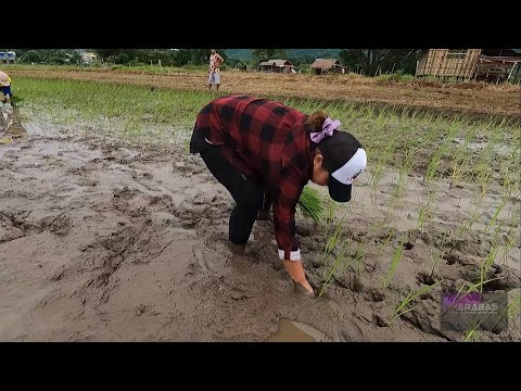 EP297-P2 - Meses, Napasabak sa Putikan | Tanim-Palay at Hand Tractor