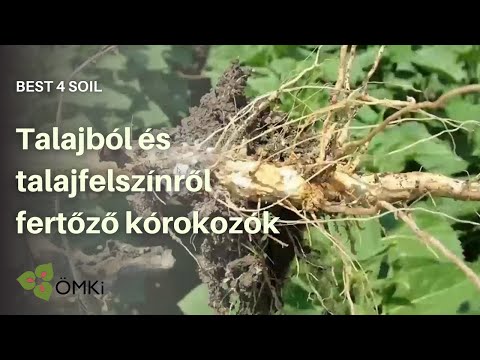 Talajból és talajfelszínről fertőző kórokozók és lehetőség az ellenük való védekezésre - Best4Soil