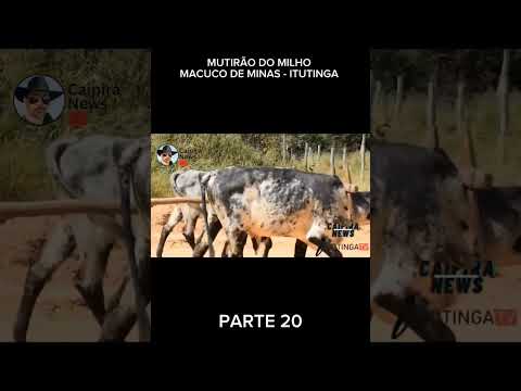 MUTIRÃO DO MILHO MACUCO DE MINAS - ITUTINGA
