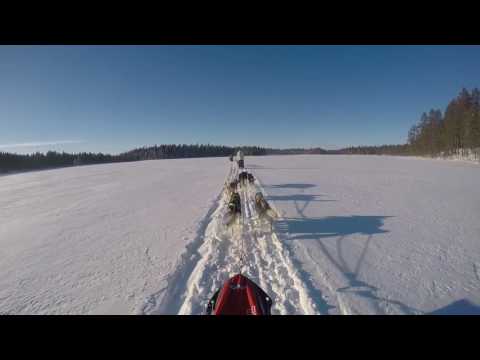 Husky dog sleigh ride in swedish lapland