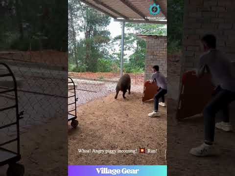 Dude Used a SHIELD on a Boar? 😂 Boar Wrangling Level Expert! #funnyanimals #boar #skills #wild #lol