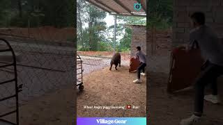 Download lagu Dude Used a SHIELD on a Boar? 😂 Boar Wrangling Level Expert! #funnyanimals #boar #skills #wild #lol mp3 Download lagu Dude Used a SHIELD on a Boar? 😂 Boar Wrangling Level Expert! #funnyanimals #boar #skills #wild #lol mp3