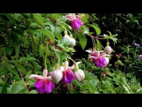 *** - Flowers Charm   * Music - Igor Dvurechensky - *** (Beautiful Flowers )