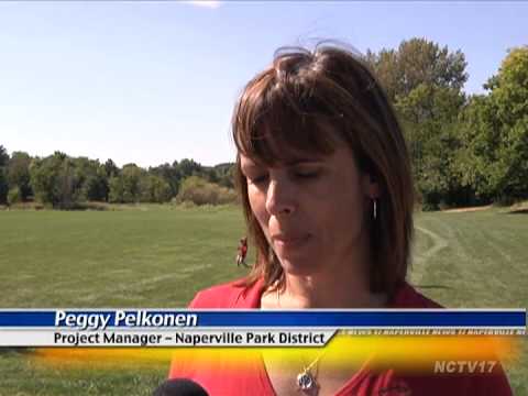 Goats Help Clear Weeds