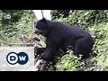 Peru: Protecting the Andean bear | Global 3000