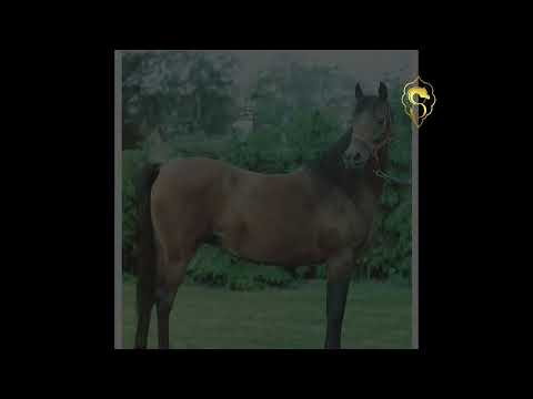 Hanan (Alaa El Din x Mona) | حنان (علاء الدين * منى)