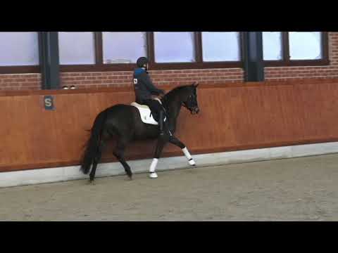 BM Sportpferde/Stute Lovelyn bb Grey Flanell aus Stedinger geb. 2014