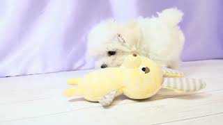 マルチーズの動画01