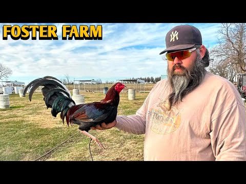 Original Foster Kelso Penny hatch Grey - FOSTER FARM