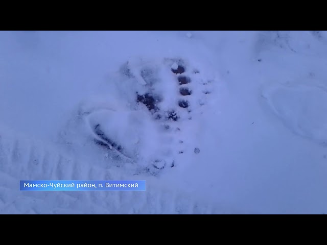 На севере области застрелили медведя-людоеда