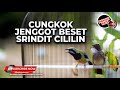 Masteran Kompilasi Cucak Cungkok Jenggot Full Beset Speed Dan Srindit Cililin