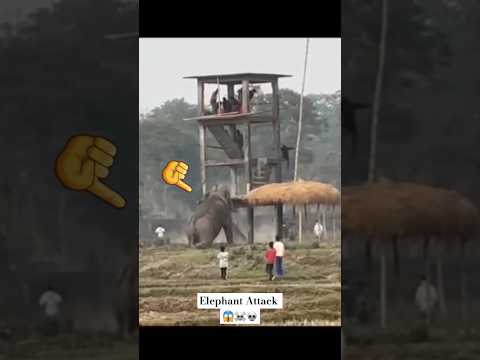 Wild Elephant Attack Dangerous #shorts #trending #elephant