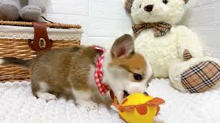 コーギーの動画01