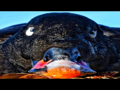 Velvet Scoter