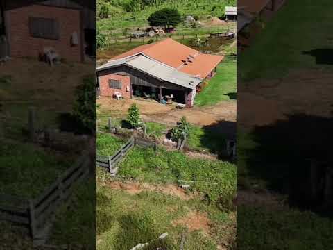 Faz.247 alq.2.42 valor 20.mil por alq documentação boa no Amazonas Mun.de Apuí zap.91982165639