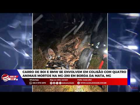 Carro de boi e BMW se envolvem em colisão com quatro animais mortos na MG-290 em Borda da Mata, MG