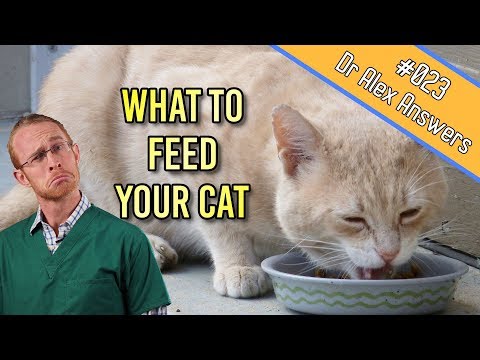 What is The Best Type of Diet for Your Cat (to keep them healthy) - Cat Health Vet Advice