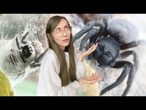JUMPING SPIDER VS VELVET SPIDER (Chai and Wednesday updates)