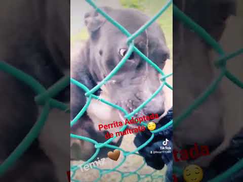Temiz Perrita Adoptada de maltrato y desnutrición 🌸