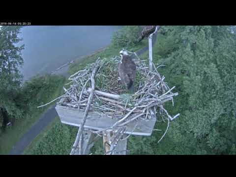 Pair on nest, Orpheus tends nest  6/14/19 051823 20190614 052147