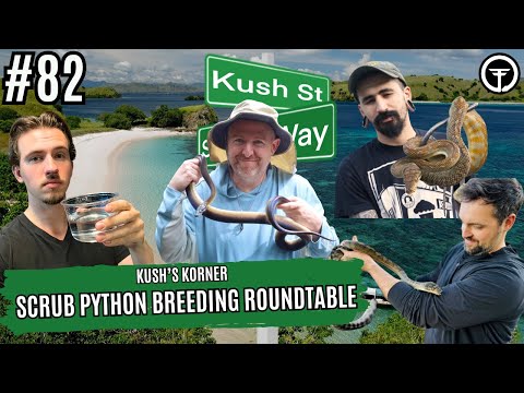 Scrub Python Breeding Roundtable | Kush's Korner Live