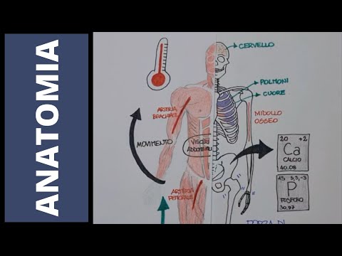 Complete introduction to the musculoskeletal system