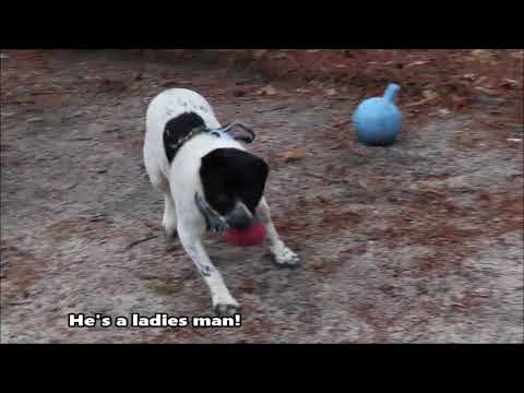 MISSING, an adopted Labrador Retriever in Forked River, NJ_image-1