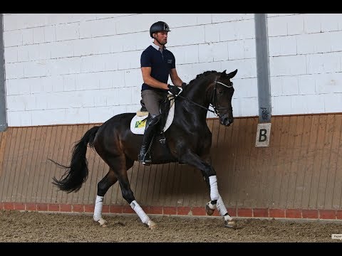 Mare by Grey Flanell x Fuerst Romancier, well started  *2014