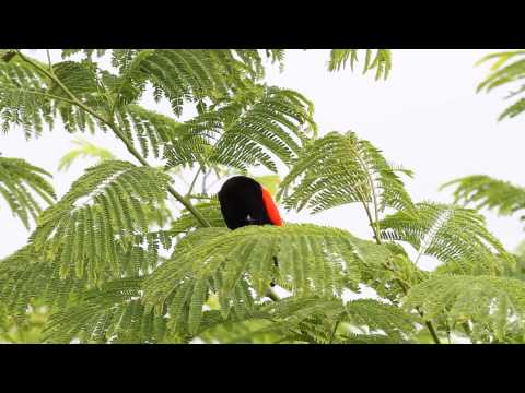 Una colorida pareja (Cherrie`s Tanager)