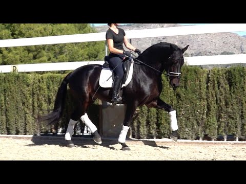 SOLD TOP DRESSAGE PRE - PIRO FREE
