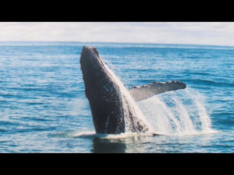 Abrolhos: O Berçário das Baleias Jubarte | A Expedição Mais Emocionante da Bahia!