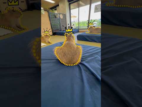 Meeting of the Capybara Kings! 👑 #capybara #cuteanimals