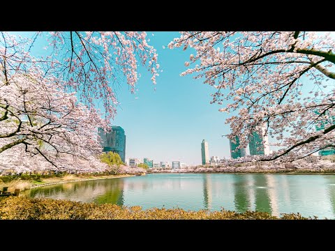 벚꽃 가득한 석촌호수의 봄 랜선투어 | 서울 도보여행 4K HDR