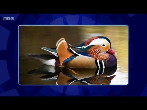 Only Connect - Series 17 - Episode 9