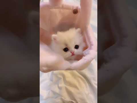 My little princess . A beautiful moment #461 - #shorts