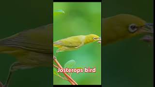 Download lagu Josterops bird  #birds #shortsviral mp3