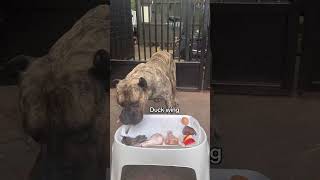 Feeding my dog a halal raw diet