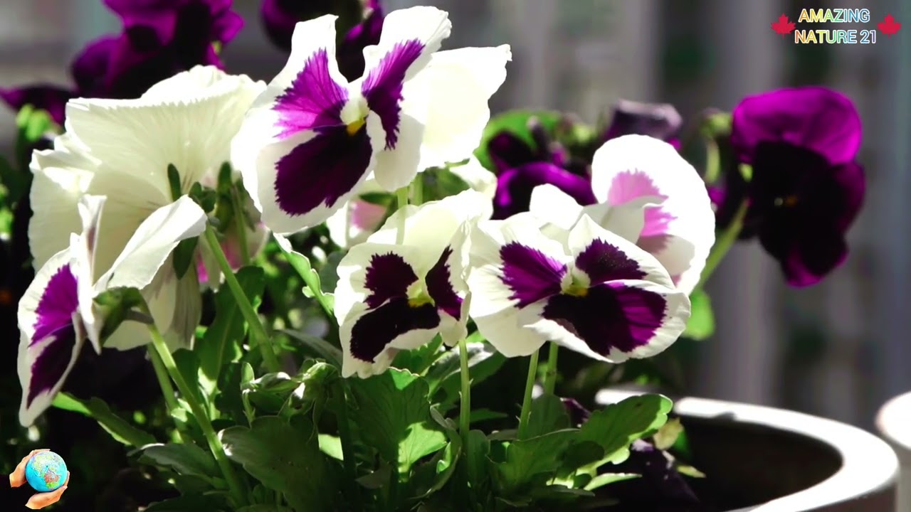🌸🎨 PANSY COLORS OF NATURE – A VIBRANT FLORAL MASTERPIECE 🎨🌸