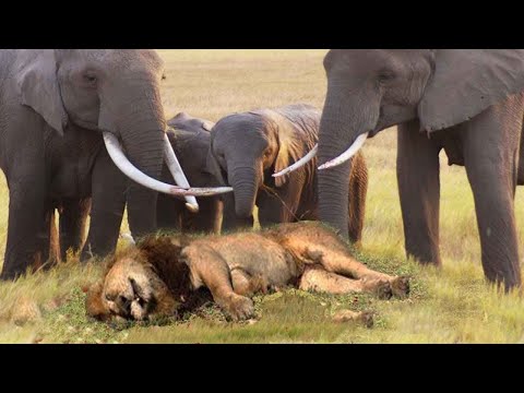 Elefant Gegen Löwenmutter Elefant Schützt Ihr Baby Vor Löwenjagd, Scheitert Aber An Der Stärksten