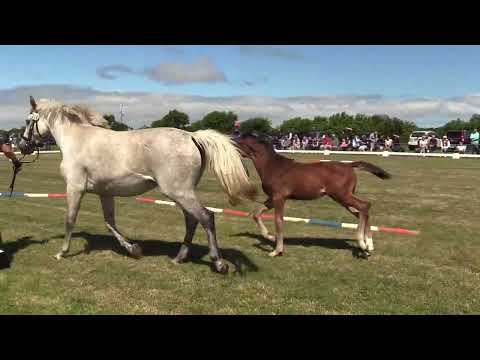 Holsteiner Fohlenschau Föhr 2022 | HF | Keaton x Colman x Calato | St. 318D2 | ZG Rörden
