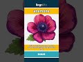 anemone - a small plant with bright r... video thumbnail