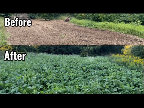 First Year Brand New Brassica Food Plot