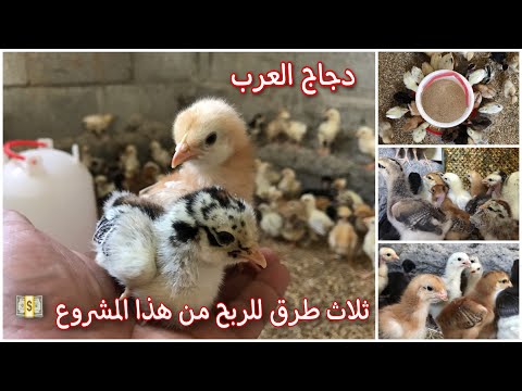 , title : 'مشروع تربية دجاج العرب'