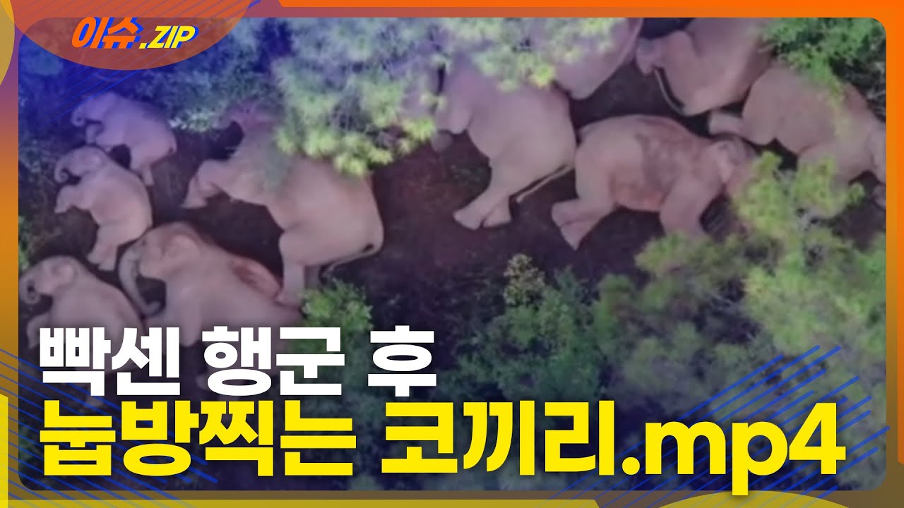 코끼리들이 빡센 행군 후 뻗어버린 ㅎㄷㄷ한 광경 | 본격 잠 오는 영상