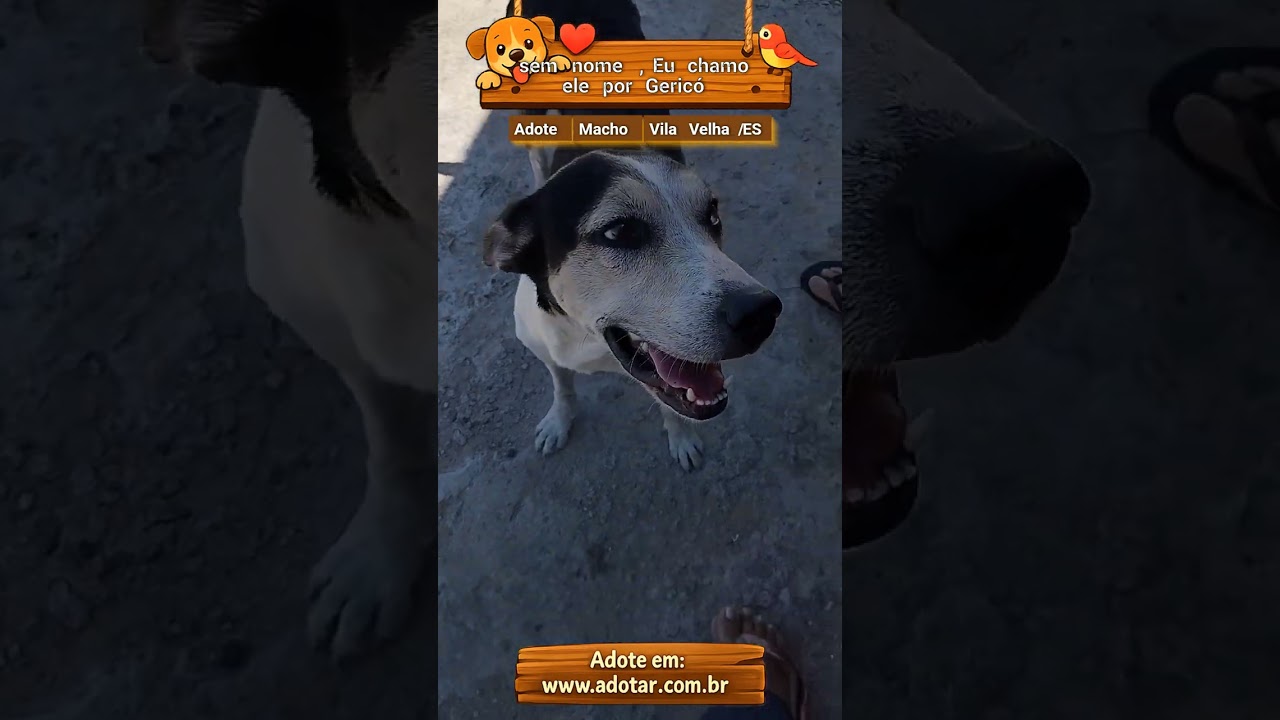 Cachorro raça SRD-ViraLata idade 1 ano nome Eu chamo ele por Gericó