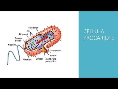 La CELLULA PROCARIOTE come è fatta, semplice spiegazione!