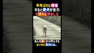 半年ぶりに帰省すると愛犬が全力で迎えに来ました。あんな遠くから凄い。 #感動 #犬 #泣ける話 #愛犬 #帰省 #dog #shorts