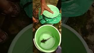 Download lagu Tes batu anti racun pakai 2 sendok sidola & air 2 liter ikan hidup mp3